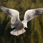 Black-headed Gull